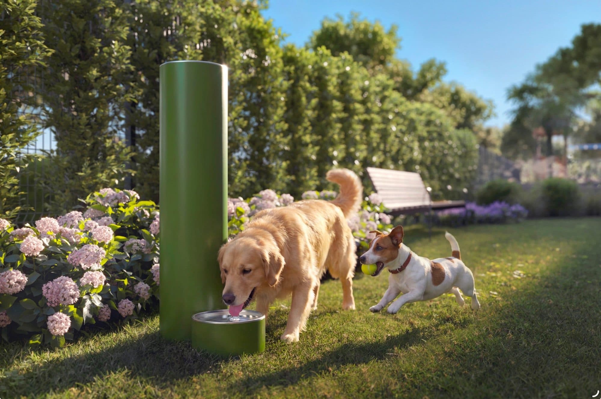 Dog park